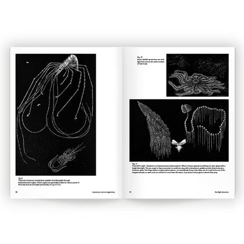 The Light Observer The water issue 12